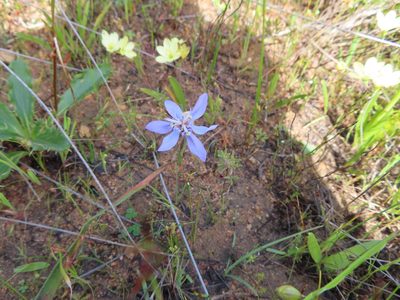 Moraea lugubris, photographed by linkie