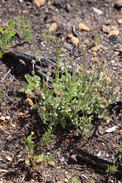 Phyllopodium cordatum, photographed by Tony Rebelo