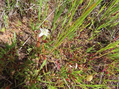 Aizoon sarmentosum, photographed by linkie