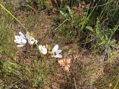 Ixia versicolor, photographed by linkie