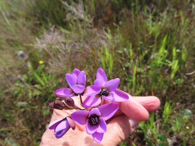 Ixia versicolor, photographed by linkie