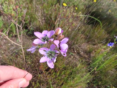 Ixia versicolor, photographed by linkie