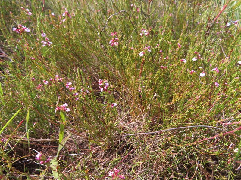 Muraltia ericoides, photographed by linkie