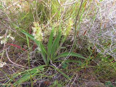 Echiostachys incanus, photographed by linkie