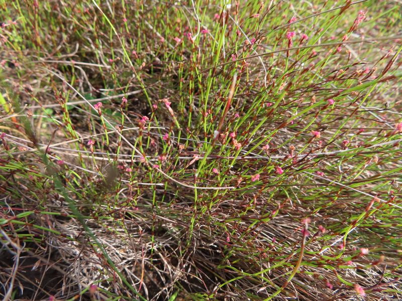 Restio pratensis, photographed by linkie