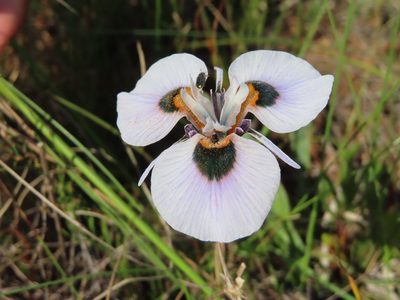 Moraea villosa, photographed by linkie