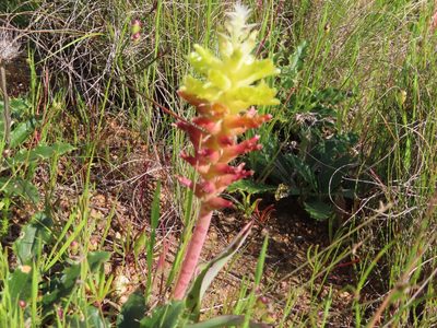 Lachenalia orchioides, photographed by linkie