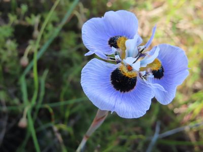 Moraea villosa, photographed by linkie