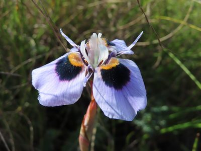 Moraea villosa, photographed by linkie