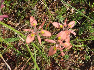 Moraea papilionacea, photographed by linkie