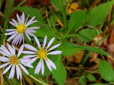 Symphyotrichum prenanthoides, photographed by Matt Schultz