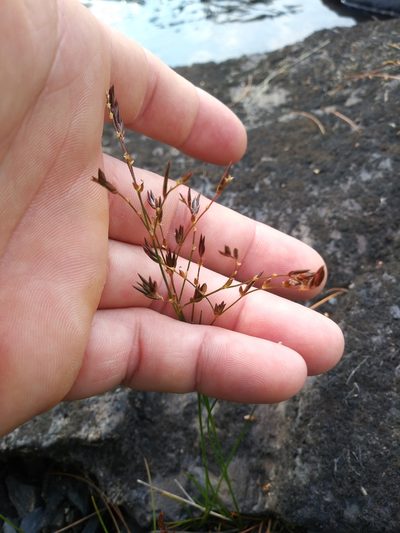Juncus pelocarpus, photographed by Mike Zifkin