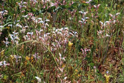 Lachenalia unifolia, photographed by Tony Rebelo