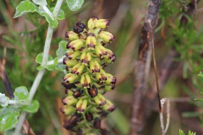 Corycium orobanchoides, photographed by Noeleen du Toit
