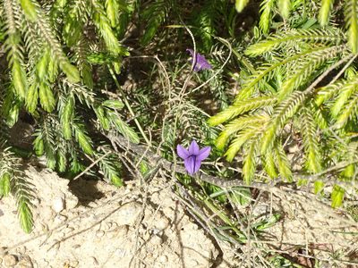 Monopsis unidentata, photographed by Shaun Swanepoel