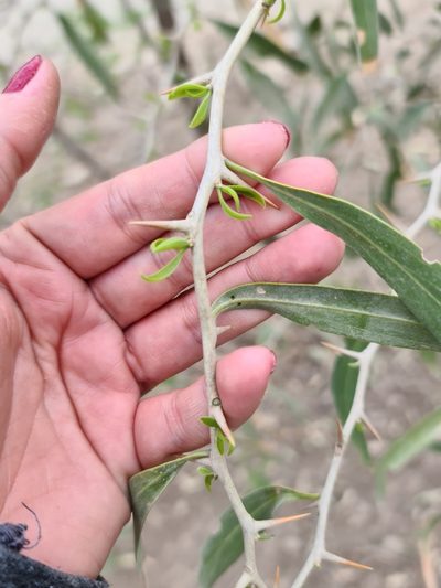 Acanthosyris falcata, photographed by Sol Quipildor