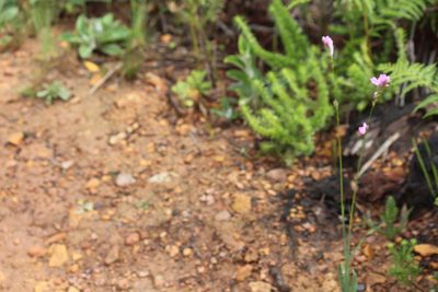 Ixia flexuosa, photographed by Noeleen du Toit