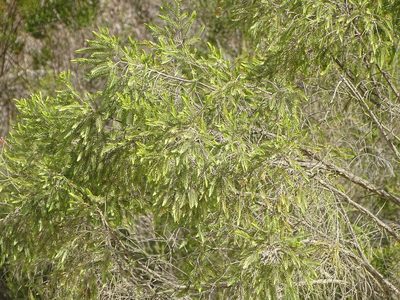 Passerina falcifolia, photographed by Shaun Swanepoel