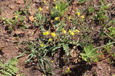 Hemimeris racemosa, photographed by Tony Rebelo