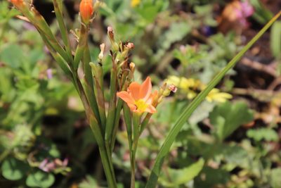 Moraea miniata, photographed by Tony Rebelo