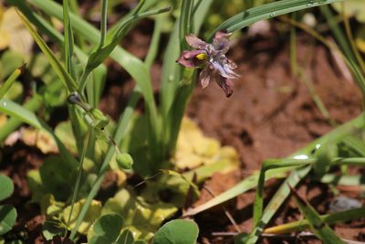Moraea vegeta, photographed by Noeleen du Toit