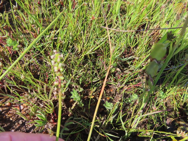 Triglochin bulbosa, photographed by linkie