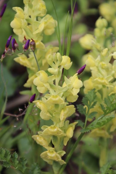 Pterygodium afrum, photographed by Tony Rebelo