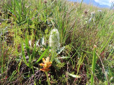 Echiostachys incanus, photographed by linkie