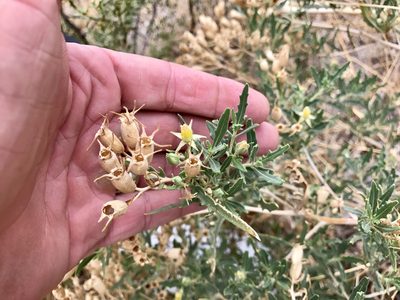 Mentzelia longiloba, photographed by CK2AZ