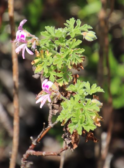 Pelargonium graveolens, photographed by Tony Rebelo