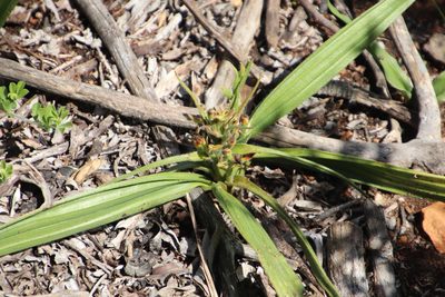 Wachendorfia multiflora, photographed by Tony Rebelo