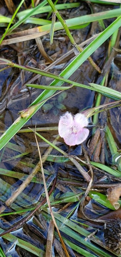 Agalinis viridis, photographed by Ayla