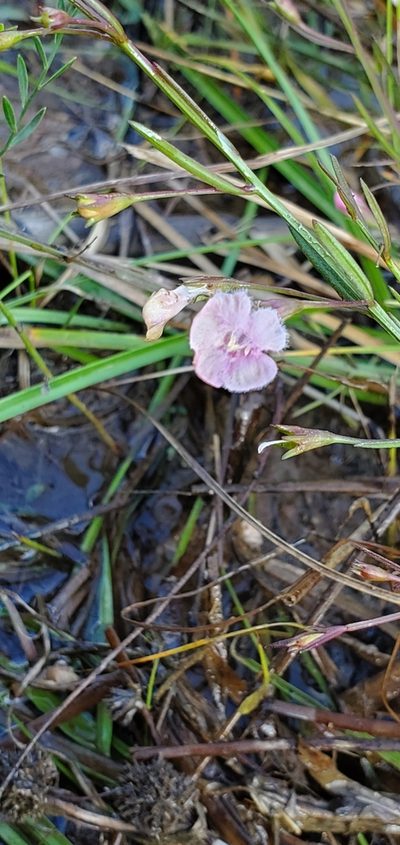 Agalinis viridis, photographed by Ayla