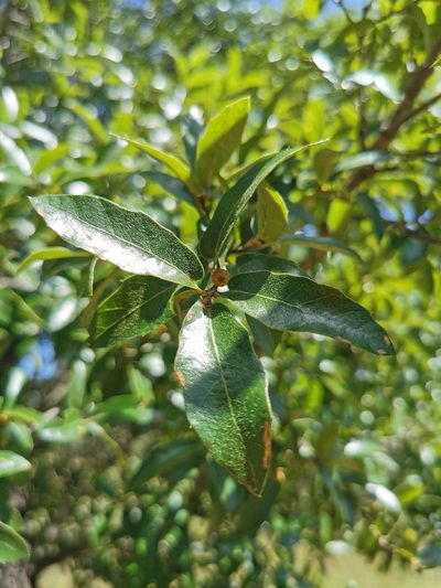 Quercus eduardi, photographed by M. Socorro González Elizondo