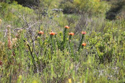 Leucospermum vestitum, photographed by Tony Rebelo