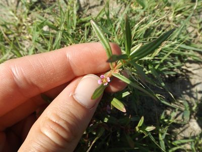 Ammannia robusta, photographed by Amy