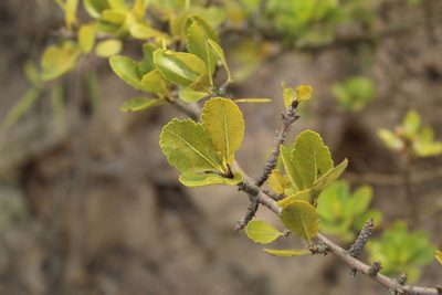 Hesperomeles obtusifolia, photographed by Andrés Ramírez-Barrera