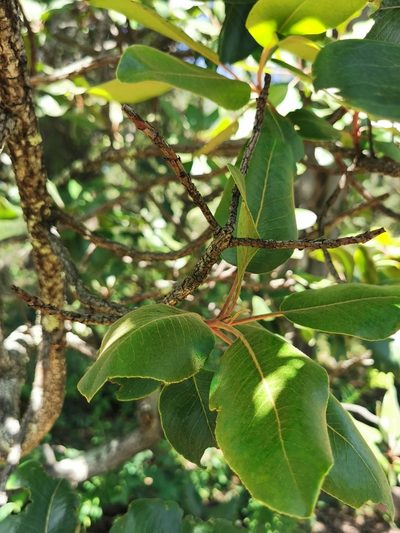 Arbutus madrensis, photographed by M. Socorro González Elizondo