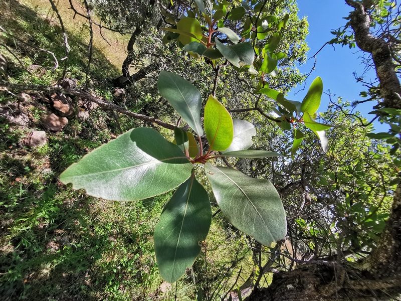 Arbutus madrensis, photographed by M. Socorro González Elizondo