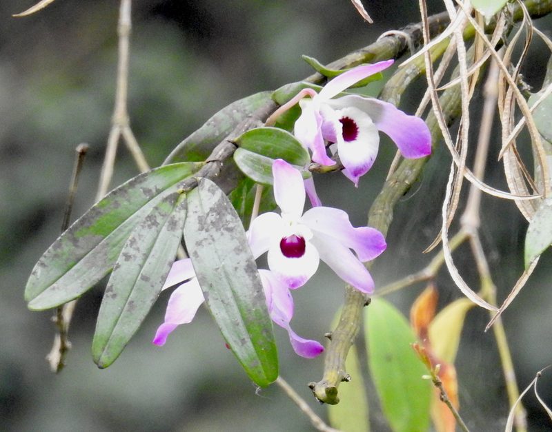 Dendrobium nobile, photographed by desertnaturalist