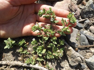 Nama stenocarpa, photographed by Amy