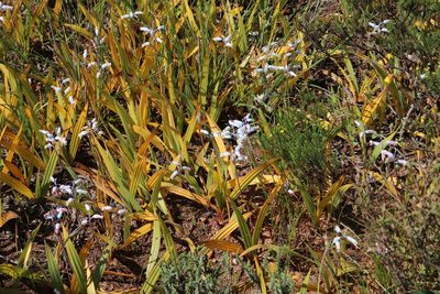 Lachenalia unifolia, photographed by Tony Rebelo