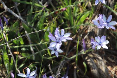 Babiana fragrans, photographed by Tony Rebelo
