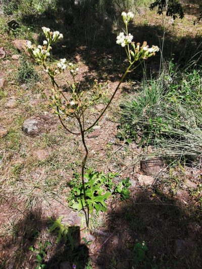 Psacalium sinuatum, photographed by M. Socorro González Elizondo