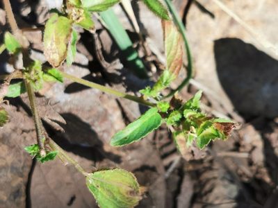 Acalypha neomexicana, photographed by M. Socorro González Elizondo