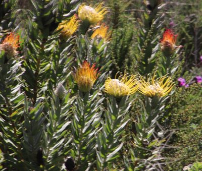 Leucospermum grandiflorum, photographed by Tony Rebelo
