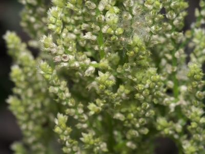 Iresine rhizomatosa, photographed by Robert Webster