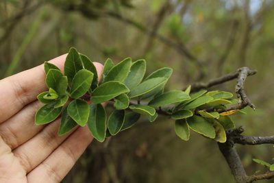 Ilex microphylla, photographed by Andrés Ramírez-Barrera