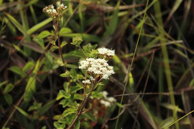 Stevia lucida, photographed by Andrés Ramírez-Barrera