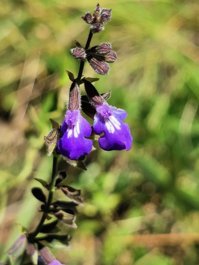 Salvia crucis, photographed by M. Socorro González Elizondo